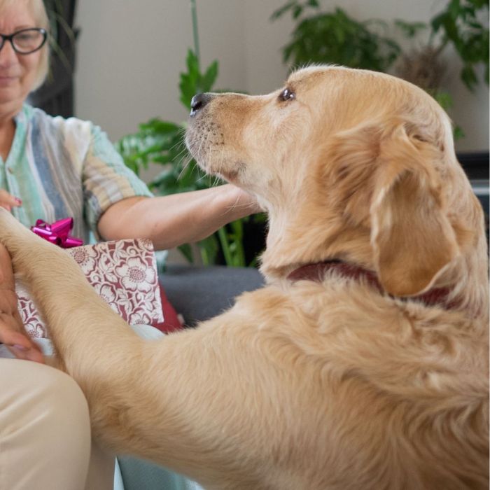 A golden retriever presents a gift to an elderly woman