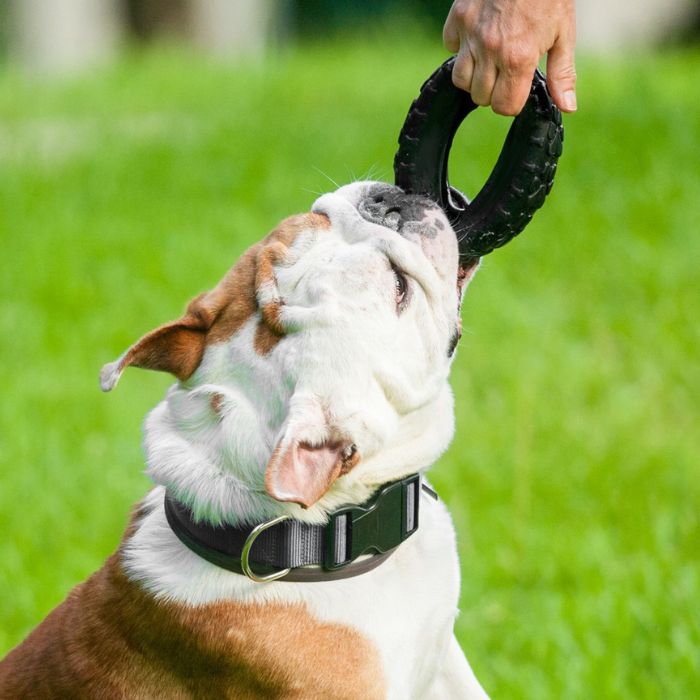 A dog joyfully plays with a toy in a sunny, grassy area