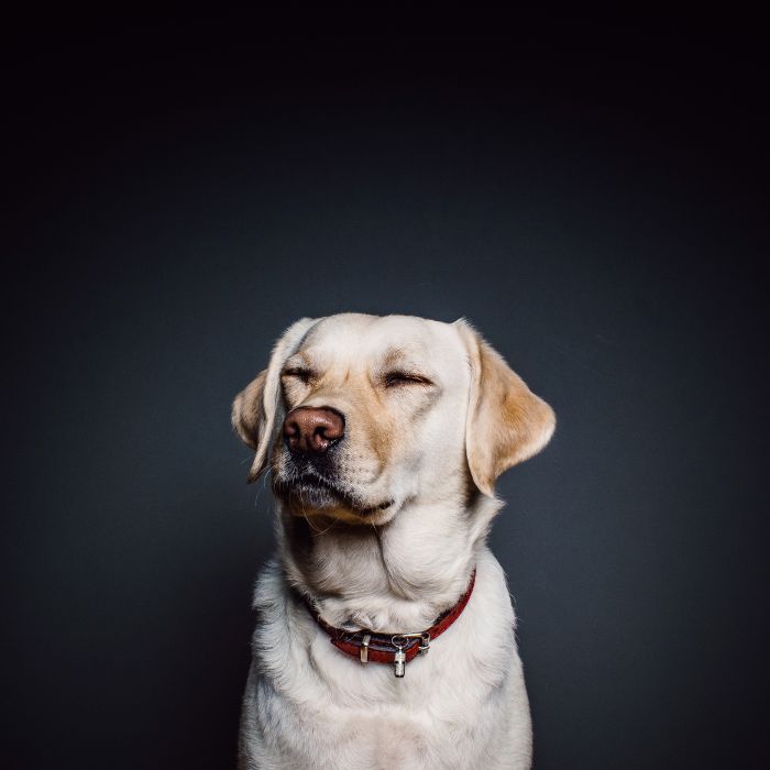 A peaceful dog rests with its eyes closed