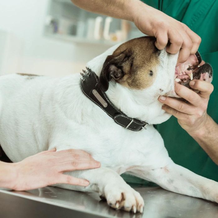 A veterinarian carefully examines a bulldogs teeth