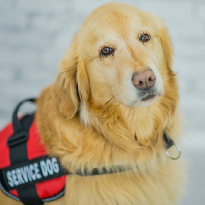 A golden retriever in a service dog vest