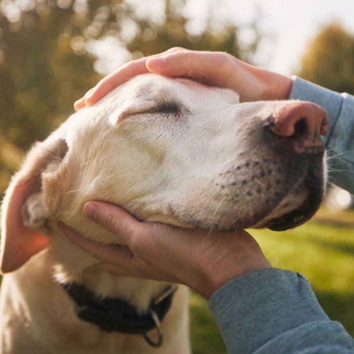 A person gently pets a dog with their hand