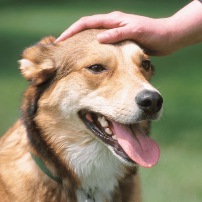 A person gently pets a dog