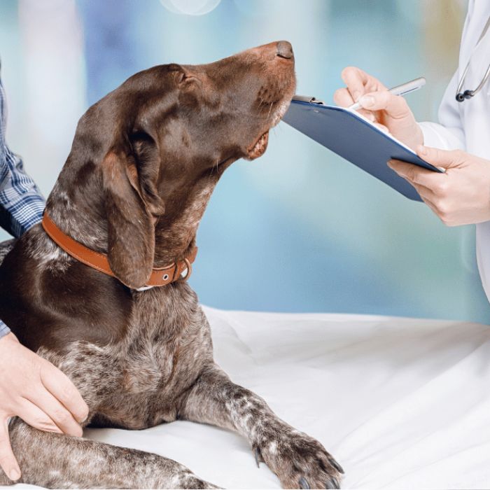 A dog is being carefully examined by a veterinarian