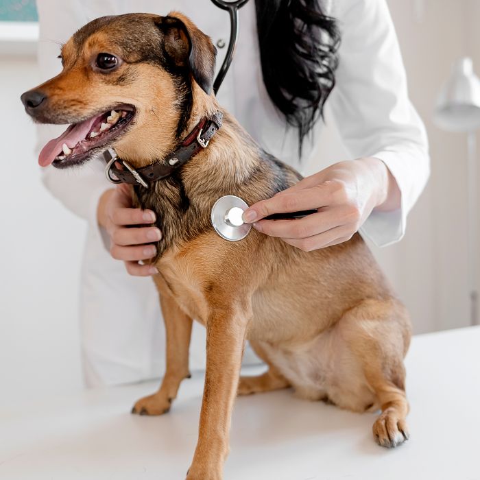 A woman uses a stethoscope to examine a dog