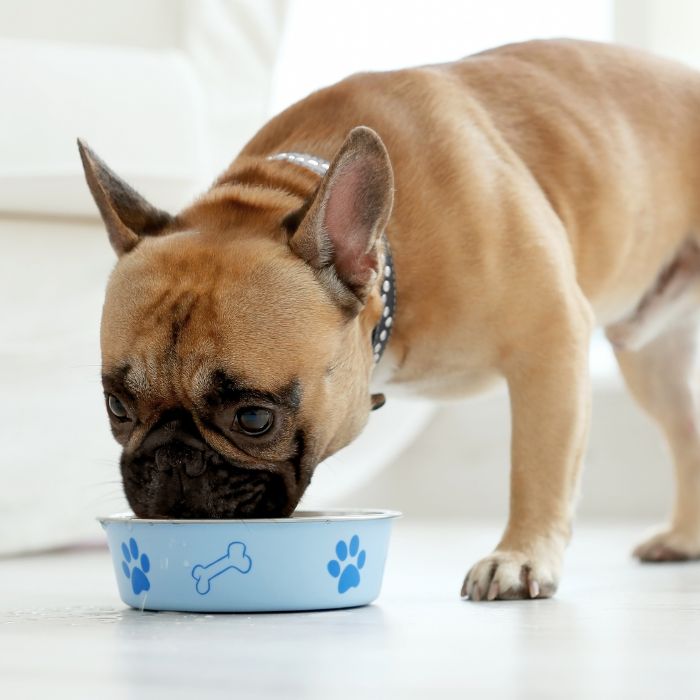 A dog happily eating from a bowl