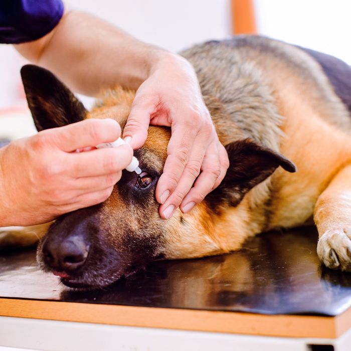 A veterinarian putting eye drops in a dog's eye