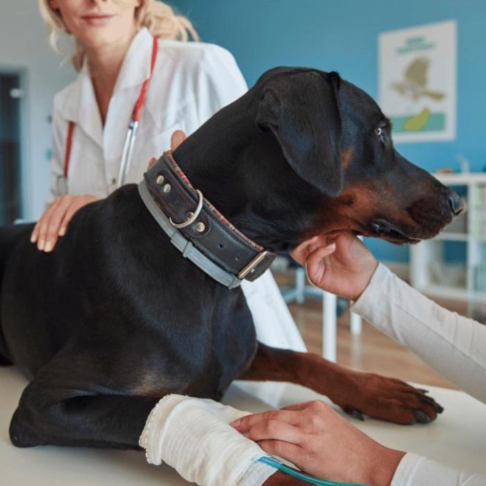 A woman gently pets a dog with a bandaged leg