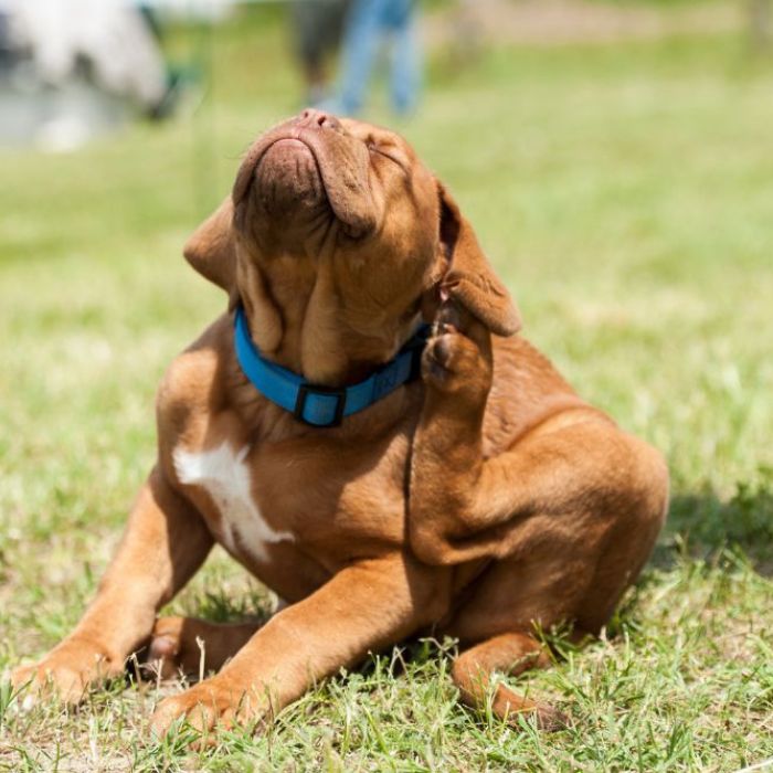 A dog scratching his ears