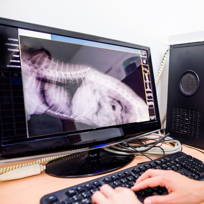 Veterinary surgeon examining X-Ray of a pet