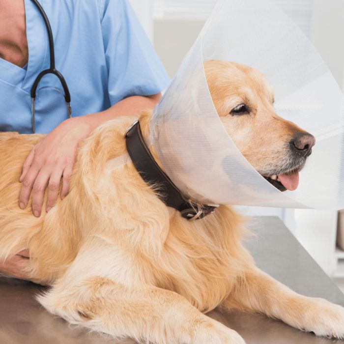 A dog wearing a protective cone around its head