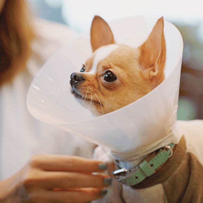 A small dog wearing a cone on its head