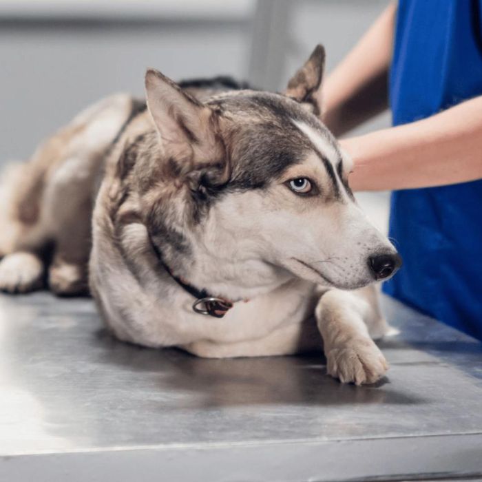 A veterinarian examines a dog