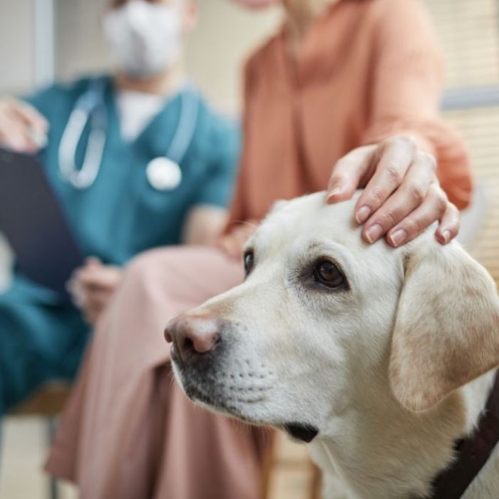 A veterinarian conducts a thorough examination of a dog