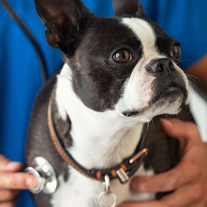 A Boston Terrier undergoing a veterinary examination